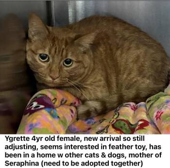 Mother & Daughter -  Domestic Short Hair Cat for Adoption in Las Vegas, Nevada - Mother & Daughter | PetCurious