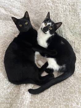 Romy and Norman -  Domestic Short Hair Cat for Adoption in Melrose, Massachusetts - Romy And Norman | PetCurious