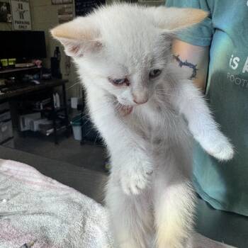 Opie -  Domestic Short Hair Cat for Adoption in Columbus, North Carolina - Opie | PetCurious