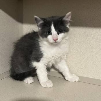 Dr. No -  Domestic Long Hair Cat Available for Adoption in Nashville, Tennessee - Dr. No | PetCurious