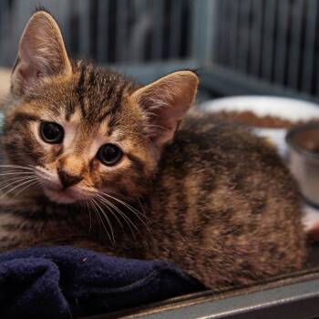 Maui -  Domestic Short Hair Cat for Adoption in Mooresville, North Carolina - Maui | PetCurious