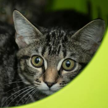 Elijah -  Domestic Short Hair Cat for Adoption in Middletown, Rhode Island - Elijah | PetCurious