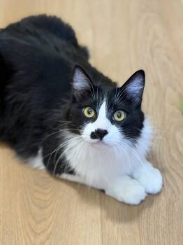 Barley -  Domestic Medium Hair Cat for Adoption in Mission Viejo, California - Barley | PetCurious