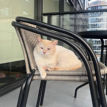 Welling -  Domestic Short Hair Cat for Adoption in Calgary, Alberta - Welling | PetCurious