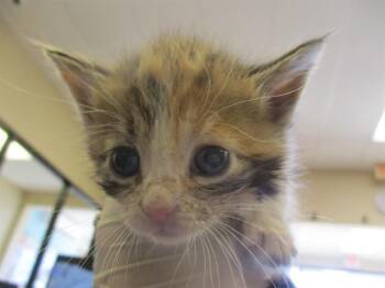 Domestic Short Hair Cats Available for Adoption in Ocala, Florida - CALMEOWITY JANE | PetCurious