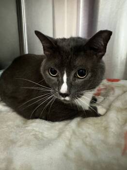 Rescue Domestic Short Hair Cats for Adoption in Cape Coral, Florida - Flint | PetCurious