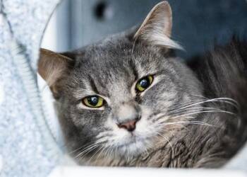 Rescue Domestic Long Hair Cats for Adoption in Colorado Springs, Colorado - SPOOKY POOKIE | PetCurious