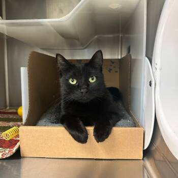 Rescue Domestic Short Hair Cats for Adoption in Goleta, California - Lady Madonna | PetCurious