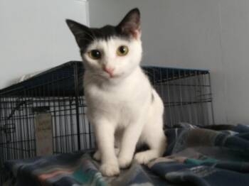 Asher -  Domestic Short Hair Cat for Adoption in PORT WENTWRTH, Georgia - Asher | PetCurious