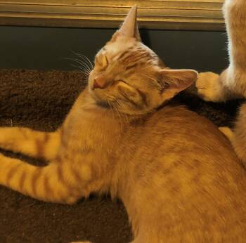 Peter (bonded with Melody) -  Domestic Short Hair Cat for Adoption in Phoenix, Arizona - Peter (bonded With Melody) | PetCurious