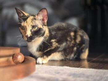 Rescue Domestic Short Hair Cats for Adoption in Traverse City, Michigan - Betty | PetCurious
