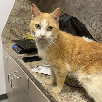 Domestic Short Hair Cats Available for Adoption - Arlo | PetCurious