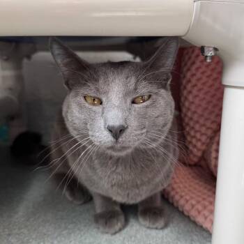 Tortuga -  Domestic Short Hair Cat for Adoption in Chicago, Illinois - Tortuga | PetCurious