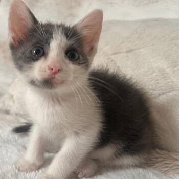 Rescue American Shorthair and Domestic Short Hair Cats for Adoption in Columbus, Ohio - BART | PetCurious