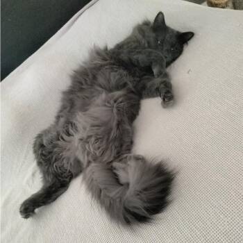 Domestic Long Hair Cats Available for Adoption - Maverick | PetCurious