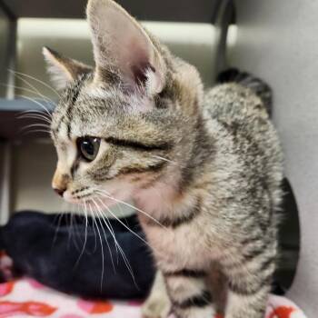 Surprise -  Domestic Short Hair Cat for Adoption in Colorado Springs, Colorado - Surprise | PetCurious