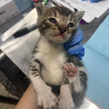 Cheddar -  Domestic Short Hair Cat for Adoption in Summerville, South Carolina - Cheddar | PetCurious
