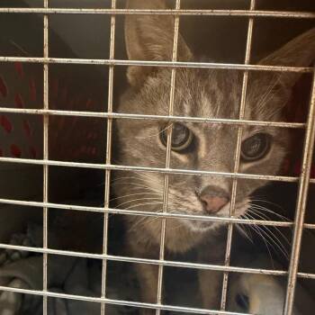 Domestic Short Hair Cats Available for Adoption in Charlottesville, Virginia - Margo | PetCurious