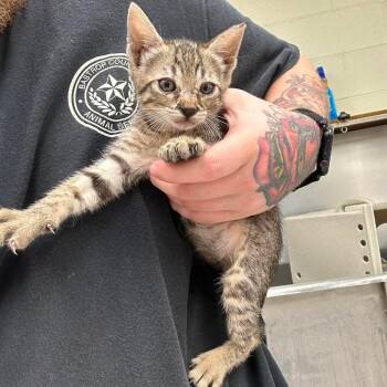 Evette 26-09-020 -  Domestic Short Hair Cat for Adoption in Bastrop, Texas - Evette 26-09-020 | PetCurious