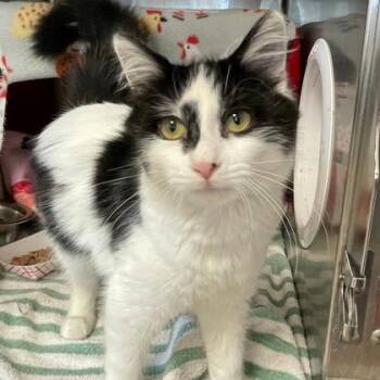 Somersault (Bonded) -  Domestic Medium Hair and Domestic Short Hair Cat for Adoption in Wheaton, Illinois - Somersault (Bonded) | PetCurious