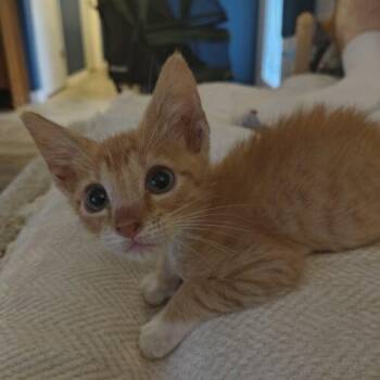 Till -  Domestic Short Hair Cat for Adoption in Tampa, Florida - Till | PetCurious