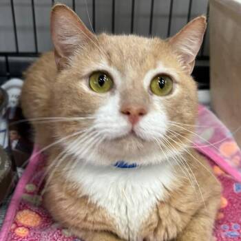 Domestic Short Hair Cats Available for Adoption in Buffalo, New York - Fluffernutter | PetCurious