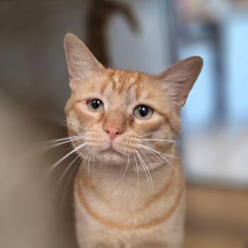 Badger Paw -  Domestic Long Hair Cat for Adoption in Chatham, Virginia - Badger Paw | PetCurious