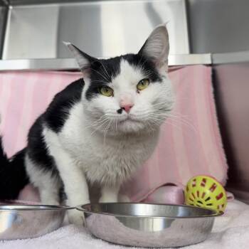 Brillo -  Domestic Medium Hair Cat for Adoption in Pittsburgh, Pennsylvania - Brillo | PetCurious