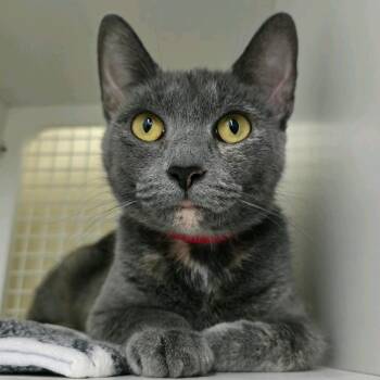 Tennessee -  Domestic Short Hair Cat for Adoption in Buffalo, New York - Tennessee | PetCurious