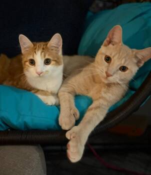 Rescue Domestic Medium Hair Cats for Adoption in North Haven, Connecticut - Beth And John | PetCurious