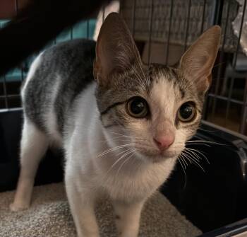 Echo -  Domestic Short Hair Cat for Adoption in Oviedo, Florida - Echo | PetCurious