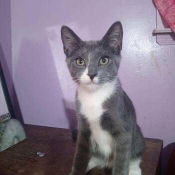 Freduccini -  Domestic Short Hair Cat for Adoption in Mastic, New York - Freduccini | PetCurious
