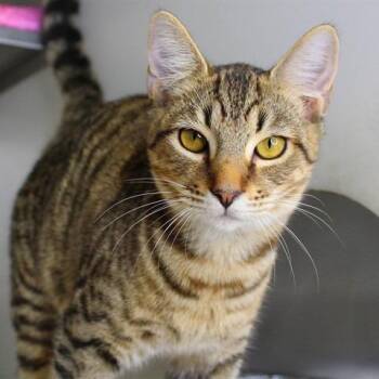Snoop Dogg -  Domestic Short Hair Cat for Adoption in Hopkinton, Massachusetts - Snoop Dogg | PetCurious