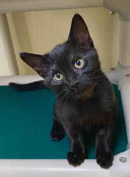 Orange Blossom -  Domestic Short Hair Cat for Adoption in Fargo, North Dakota - Orange Blossom | PetCurious