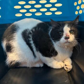 Domestic Short Hair Cats Available for Adoption in West Olive, Michigan - Tommee Tippe (Barn Cat) | PetCurious