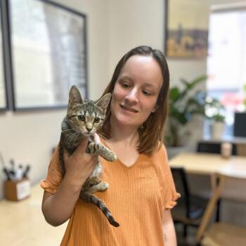 Clutch -  Domestic Short Hair Cat for Adoption in Elyria, Ohio - Clutch | PetCurious
