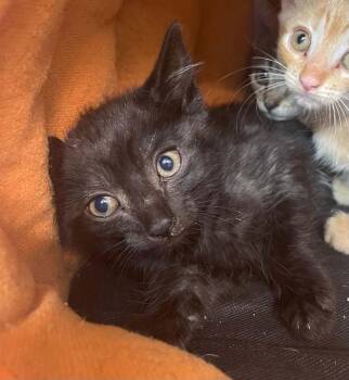 Cozy Heart Penguin -  Domestic Short Hair Cat for Adoption in Evansville, Indiana - Cozy Heart Penguin | PetCurious