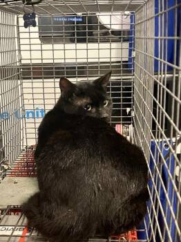 Domestic Short Hair Cats Available for Adoption in Dallas, Texas - FIGARO | PetCurious