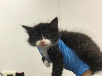 Domestic Short Hair Cats Available for Adoption in Thousand Palms, California - A1912871 | PetCurious