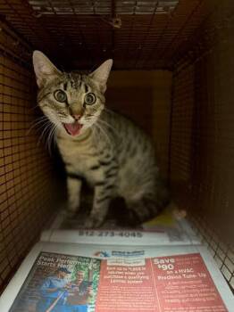Squeaks -  Domestic Short Hair Cat for Adoption in Austin, Texas - Squeaks | PetCurious