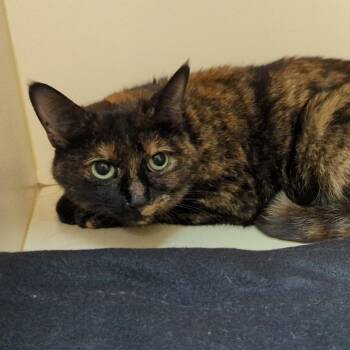 Domestic Short Hair Cats Available for Adoption in Elyria, Ohio - Baby | PetCurious