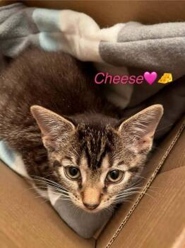 Cheese -  Domestic Short Hair Cat for Adoption in Virginia Beach, Virginia - Cheese | PetCurious