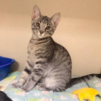 Yeti -  Domestic Short Hair Cat for Adoption in Great Falls, Montana - Yeti | PetCurious