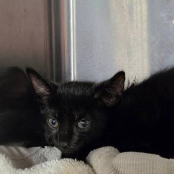 Hershey -  Domestic Short Hair Cat for Adoption in Pauls Valley, Oklahoma - Hershey | PetCurious