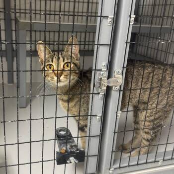 Goldie -  Domestic Short Hair Cat for Adoption in Shelbyville, Illinois - Goldie | PetCurious