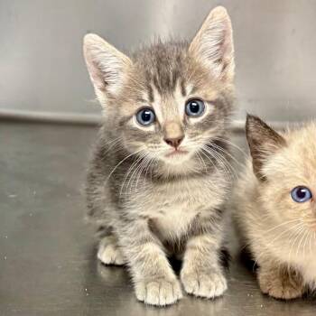 Daddy Was An Old Time Preacher Man -  Domestic Short Hair Cat for Adoption in Boerne, Texas - Daddy Was An Old Time Preacher Man | PetCurious