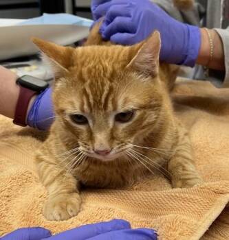 Domestic Short Hair Cats Available for Adoption - Rusty | PetCurious