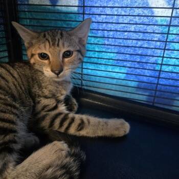Misty -  Domestic Short Hair Cat for Adoption in Desert Hot Springs, California - Misty | PetCurious