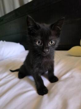 Domestic Short Hair Cats Available for Adoption in Broomfield, Colorado - DWAYNE | PetCurious