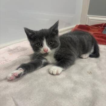 Cloud -  Domestic Short Hair Cat for Adoption in Columbia, Missouri - Cloud | PetCurious